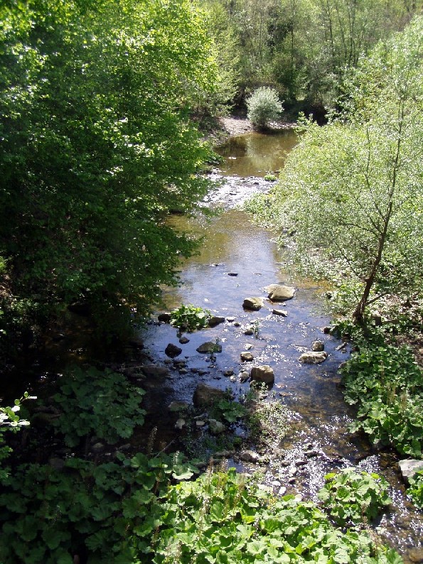 Orgia fra rospi comuni